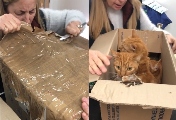 11隻貓咪被塞進紙箱密封。（圖／翻攝自Celia Hammond Animal Trust）