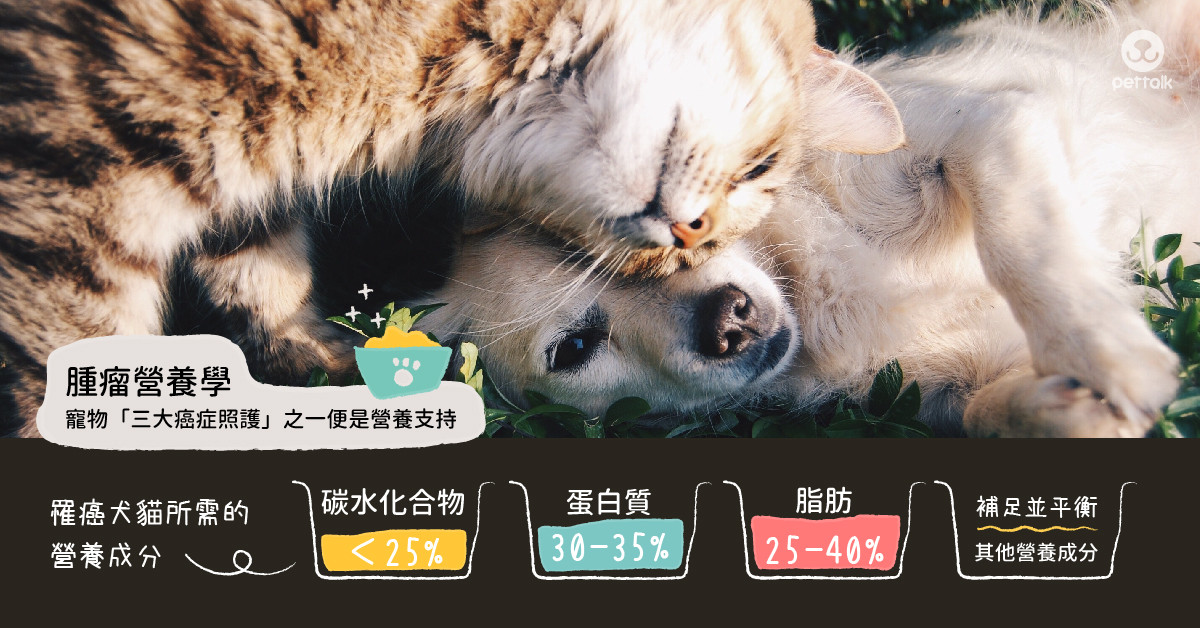 食補幫牠對抗病魔罹癌犬貓所需的4大類 營養支持 Ettoday寵物雲 Ettoday新聞雲
