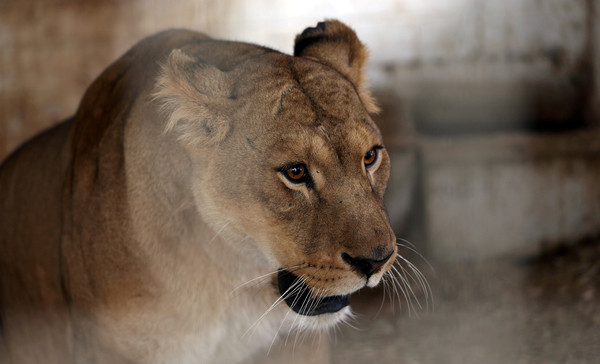 ▲▼ 加薩走廊南部拉法市一間動物園，有4隻幼獅被凍死。（圖／路透）