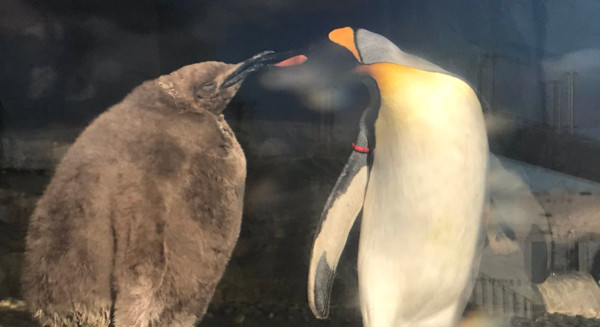 ▲▼仙台海洋森林水族館的國王企鵝寶寶。（圖／翻攝自Twitter／@ sendaiuminomori）