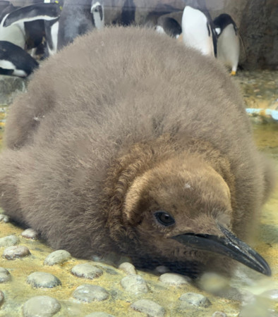 ▲▼仙台海洋森林水族館的國王企鵝寶寶。（圖／翻攝自Twitter／@ sendaiuminomori）