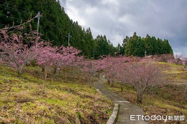 ▲福壽山農場千櫻園。（圖／翻攝自Facebook／福壽山農場粉絲團）