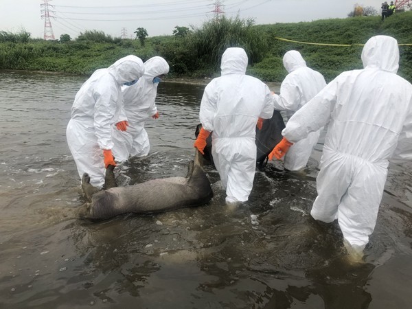 ▲桃園再發現2頭棄置於蘆竹區溪流的死豬。（圖／動保處提供）