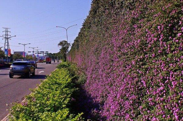 浪漫紫色花瀑布 板橋就有 整面盛開為水泥牆增色 Ettoday旅遊雲 Ettoday新聞雲