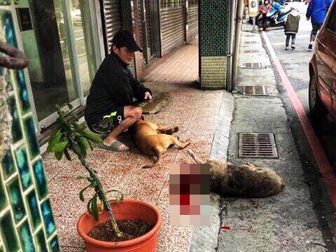 ▲ 比特犬當街虐殺猛攻流浪犬頭破血流亡？ 引發網友激憤痛批「太殘忍」。（圖／翻攝自「基隆人踹共」）