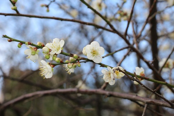 ▲台北市公園梅花開。（圖／台北市公園處提供）