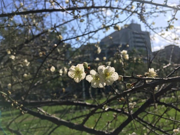 ▲台北市公園梅花開。（圖／台北市公園處提供）