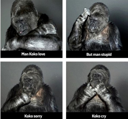 ▲▼世上最聰明的大猩猩Koko榮登百大思想家名單。（圖／翻攝自《外交政策》網站）