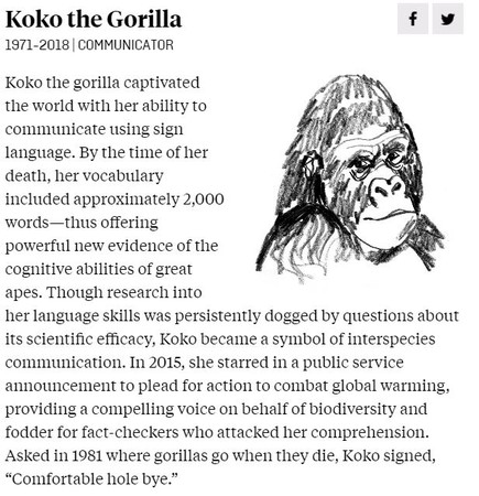 ▲▼世上最聰明的大猩猩Koko榮登百大思想家名單。（圖／翻攝自《外交政策》網站）