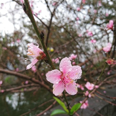 ▲2019草坪頭櫻花季。（圖／cwenduan_chen提供，請勿隨意翻拍，以免侵權）