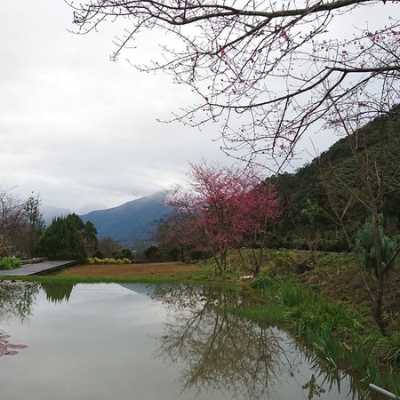 ▲2019草坪頭櫻花季。（圖／cwenduan_chen提供，請勿隨意翻拍，以免侵權）