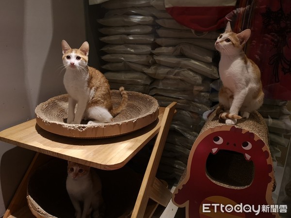 ▲▼正妹導遊Sophia打造林口泰式貓咪餐廳貓泰泰。（圖／記者陳豐德攝）