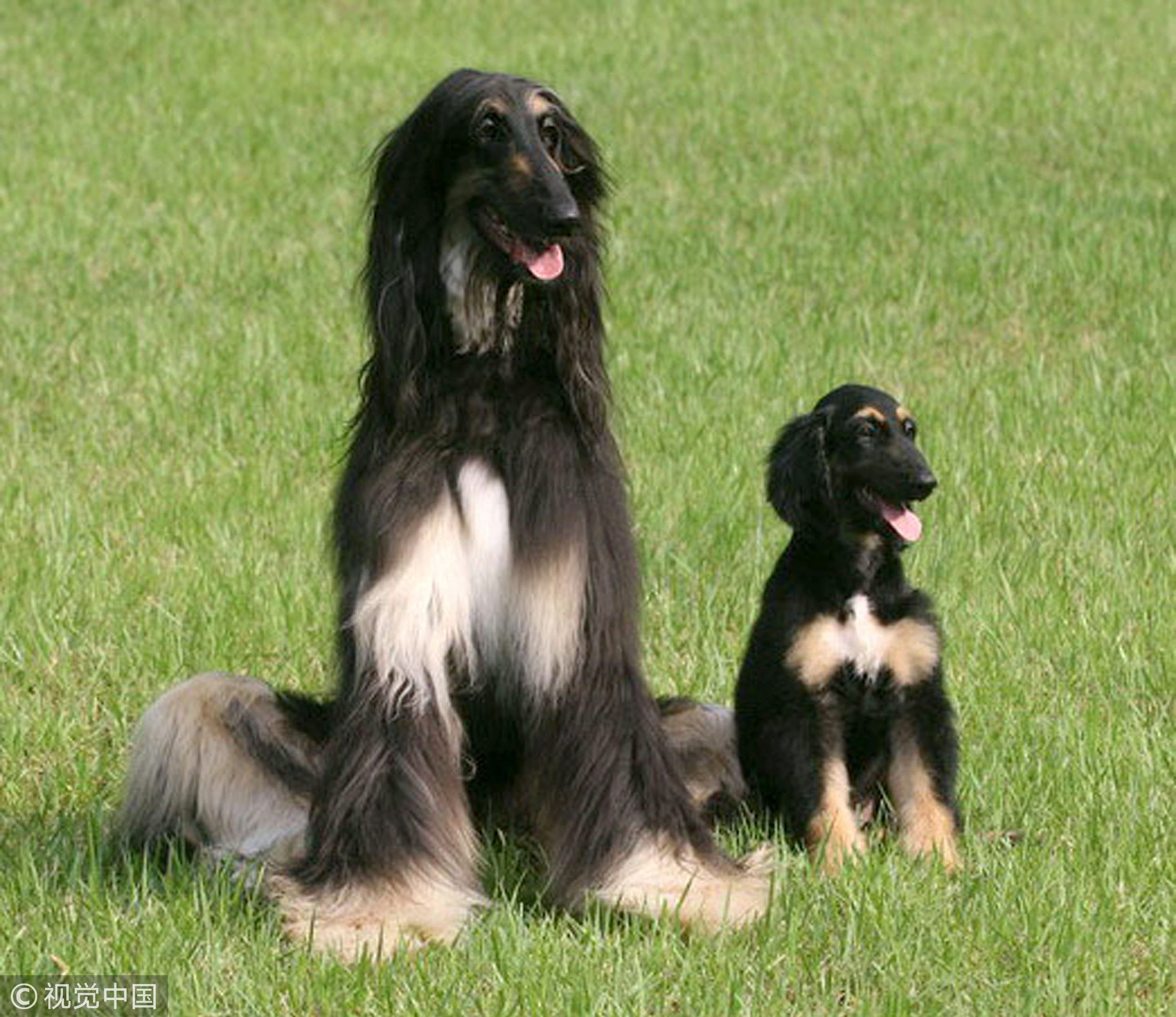 ▲▼2005年8月3日，首爾大學的黃禹錫博士宣布，他首次成功的克隆了一只阿富汗獵犬，這也是世界上第一只克隆狗。克隆狗Snuppy（右）與他的「父親」。克隆狗，複製狗。（圖／CFP）