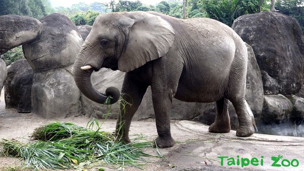 亞洲象「林旺」、「馬蘭」回來了！（圖／台北市立動物園提供）