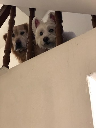 阿公阿嬤出門沒揪，金孫皺眉怨念。（圖／有點毛毛的／JoRona總裁們的下班生活）