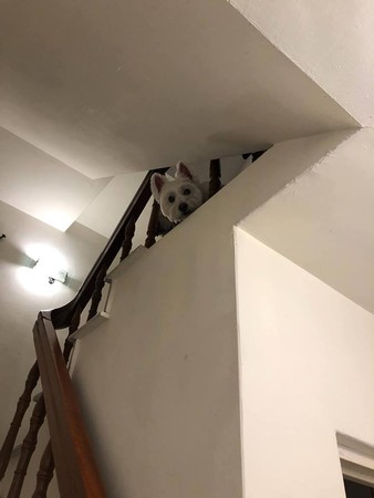 阿公阿嬤出門沒揪，金孫皺眉怨念。（圖／有點毛毛的／JoRona總裁們的下班生活）