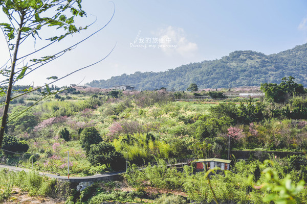 ▲陽明山平菁街42巷櫻花已經開七至八成。（圖／我的旅圖中提供。）