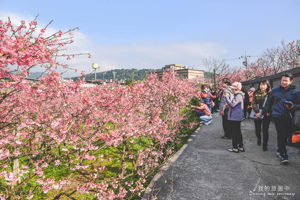 ▲陽明山平菁街42巷櫻花已經開七至八成。（圖／我的旅圖中提供。）