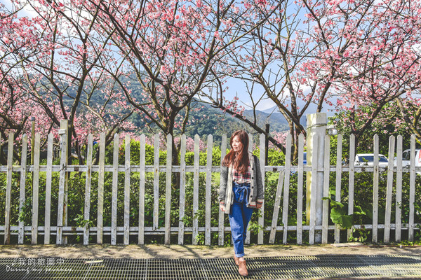 ▲陽明山平菁街42巷櫻花已經開七至八成。（圖／我的旅圖中提供。）