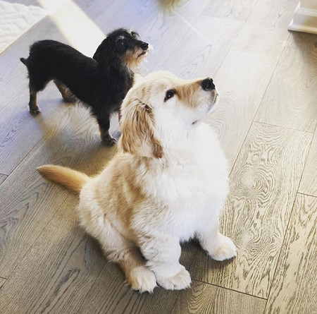 ▲金幼幼接玩具狂被打臉。（圖／翻攝自Instagram@golden_wiener）