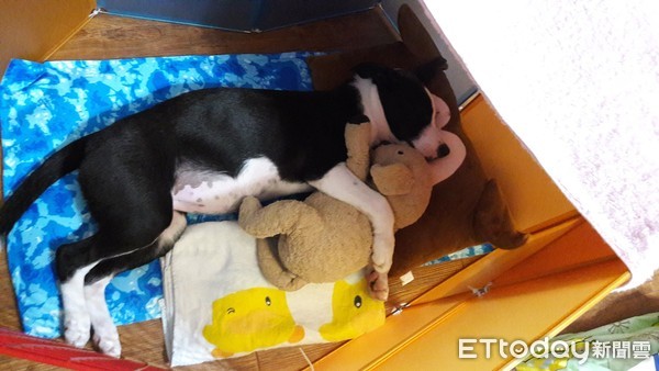 「老鼠&rarr;地獄犬」崩潰進化嚇壞網！（圖／飼主Betty Liu提供，請勿隨意翻拍，以免侵權。）