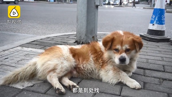 ▲忠犬汪汪。（圖／翻攝自梨視頻）