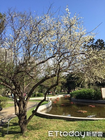 ▲▼榮星花園公園與民生公園的梅花。（圖／工務局提供）