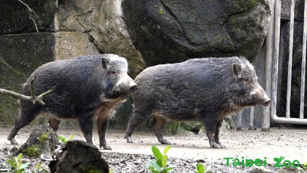 動物園過年迎春。（圖／台北市立動物園提供）