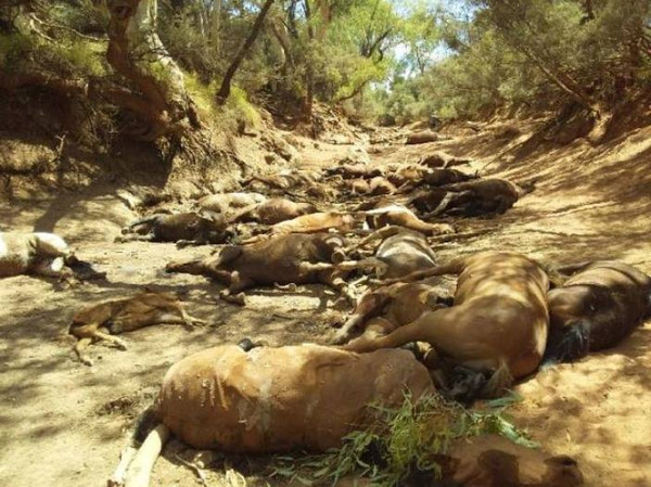 ▲▼乾涸的水道中發現近40匹馬屍。（圖／翻攝自Facebook／Alice Springs Community Forum，下同）