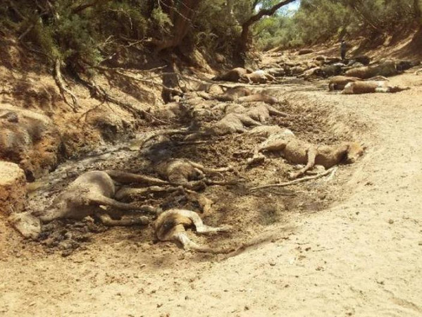 ▲▼乾涸的水道中發現近40匹馬屍。（圖／翻攝自Facebook／Alice Springs Community Forum）