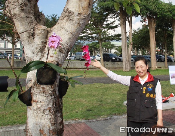 ▲花蓮縣長徐榛蔚親自示範在菩提樹上植栽蘭花，同時宣示要打造花蓮成為花園城市。（圖／花蓮縣政府提供，下同）