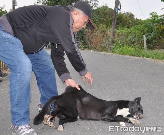 ▲遭捕獸夾斷腿！狗媽忍痛哺初生幼犬　3隻狗救回剩9條腿。（圖／台灣動物緊急救援小組提供。）