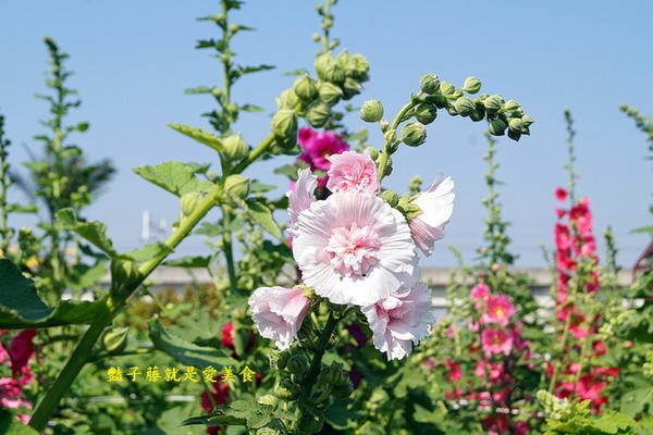 ▲2019田中蜀葵花海藝術節。（圖／豔子藤就是愛美食提供，請勿隨意翻拍，以免侵權）