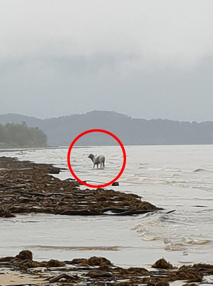 ▲▼澳洲北部洪水破紀錄，乳牛漂到海上。（圖／翻攝自臉書／Shayla Kelly）