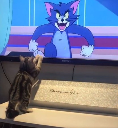 聯合湯姆貓抓傑利鼠！聖上狂打螢幕。（圖／翻攝自臉書粉專「9GAG Cute」）