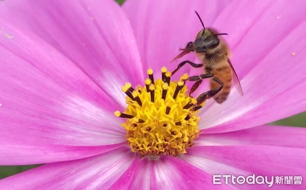 ▲▼花田裡一隻俏皮蜜蜂，採蜜之餘躺在花蕊上，雙手不停揮舞，模樣可愛。（圖／記者宋德威攝，下同）