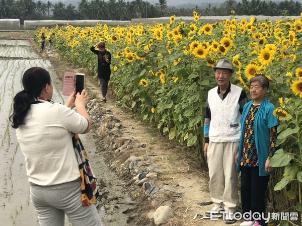 ▲▼花田裡一隻俏皮蜜蜂，採蜜之餘躺在花蕊上，雙手不停揮舞，模樣可愛。（圖／記者宋德威攝，下同）