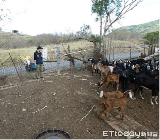 ▲母山羊被偷小山羊活活餓死　飼主：無良竊賊缺德       。（圖／記者陳崑福翻攝）