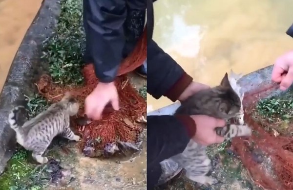 ▲才剛撈上岸&hellip;「強盜小貓」秒死咬漁網不放：給我給我給我！。（圖／翻攝自Instagram／meowed）