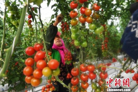 ▲▼農產品。（圖／中新社）