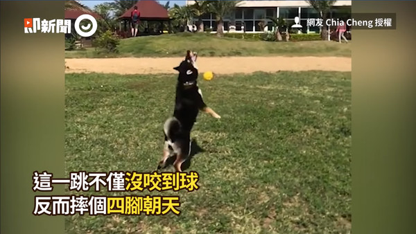 ▲萌犬molly反應太慢，與玩具球擦身而過。（圖／即新聞／網友Chia Cheng授權提供）