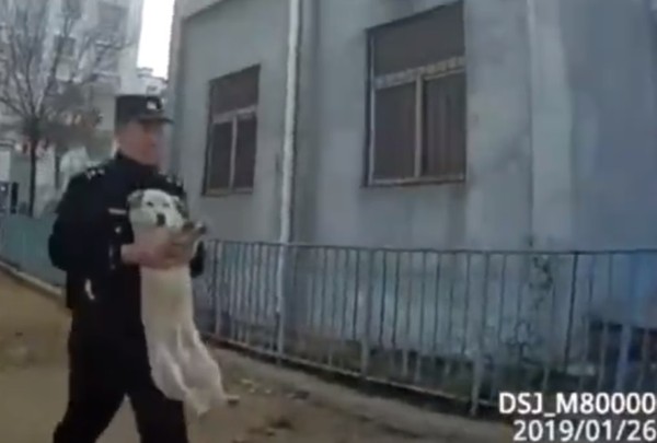 小胖狗卡住。（圖／翻攝自微博頭條新聞）