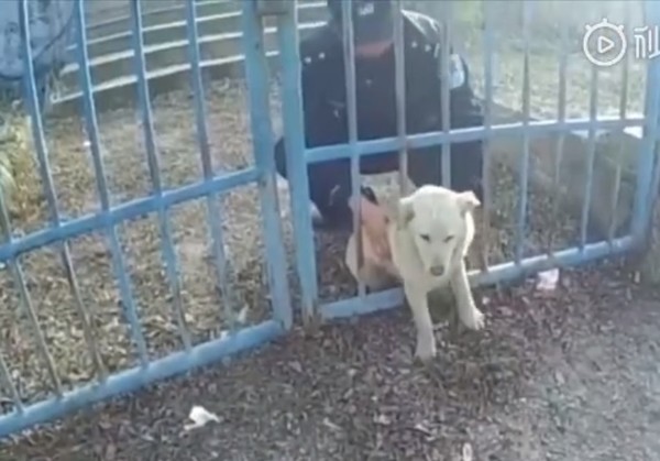 小胖狗卡住。（圖／翻攝自微博頭條新聞）