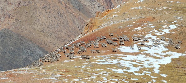 ▲▼雪豹在甘肅張掖祁連山現蹤           。（圖／翻攝自央視網）