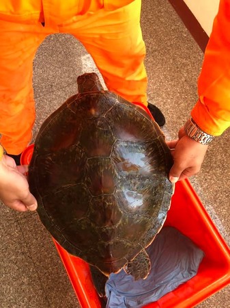 ▲漁網意外捕撈的海龜，後確認為綠蠵龜。（圖／海巡署中部分署第四岸巡隊提供）