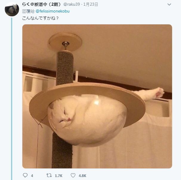 貓咪是液體？日推特被萌圖洗板。（圖／翻攝自推特／@raku39）