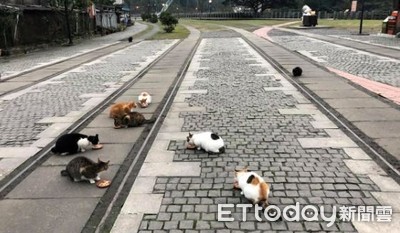 猴硐貓村恐怕「滅村」　3原因200隻剩30隻