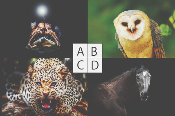 神準 從 你想變成的動物 看出人格特質 鳥 領導能力強 Ettoday健康雲 Ettoday新聞雲