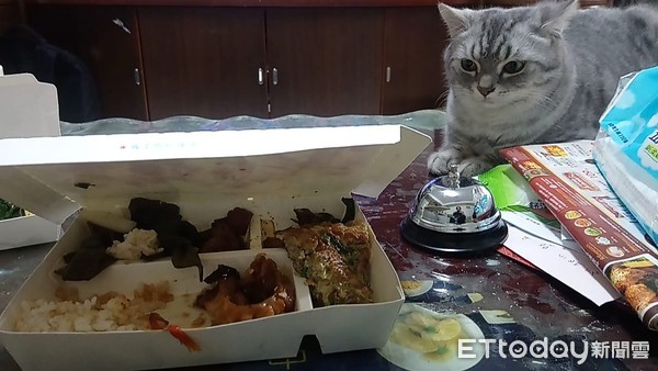 ▲貓咪Honey在平時看到食物都不放過。（圖／臉書粉專《Migo是貓？》授權提供）