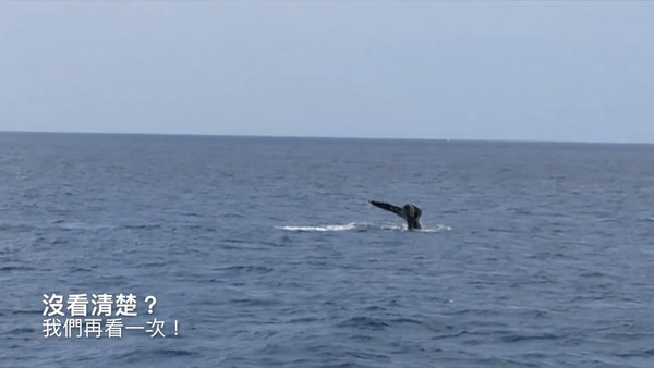 ▲▼沖繩賞鯨。（圖／YUNIQUE提供）